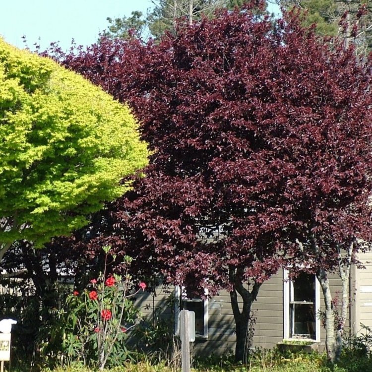 Slivka čerešňoplodá (Prunus cerasifera) ´PISSARDOVA´ - výška 200-250 cm, kont. C7,5L/C10L